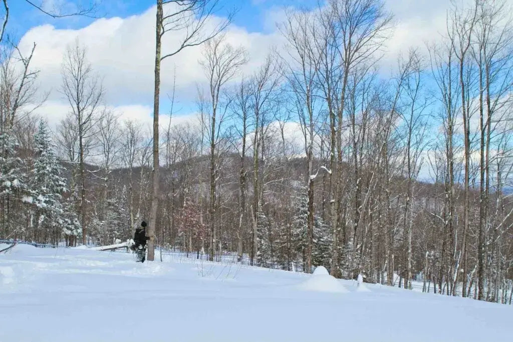Maple Syrup 101: Tapping Maple Trees