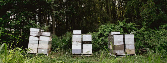 Meet our bee guide: Todd Hardie